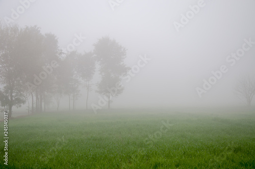 Trees in the foggy weather 