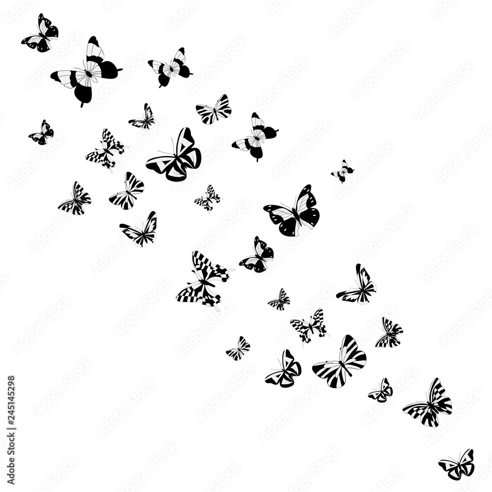 vector, isolated, background, with a silhouette of a butterfly flying vector, isolated, background, with a silhouette of a butterfly flying