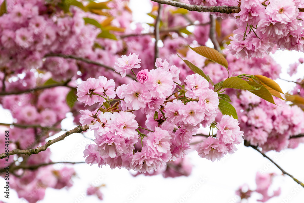 Flowering branch of Sakura close up.   Spring fruit trees.