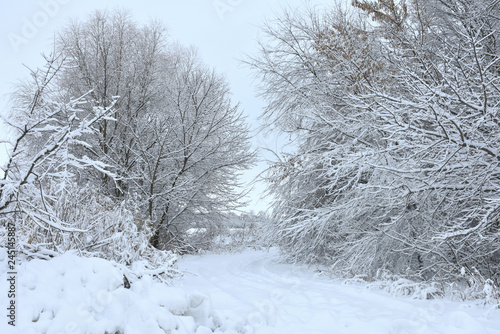 winter landscape forest,