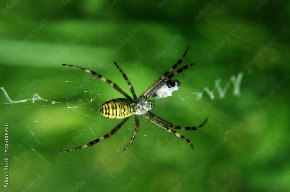 Big spider in nature IN ROMANIA Big spider in nature IN ROMANIA