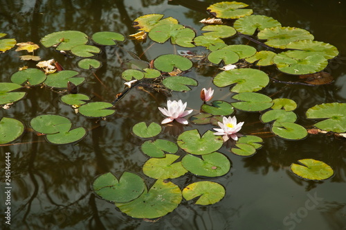 Pink lotus blossoms or water lily flowers 