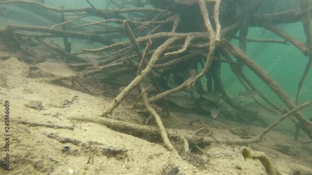 Underwater footage of swimming Roaches (Rutilus rutilus) and Perch