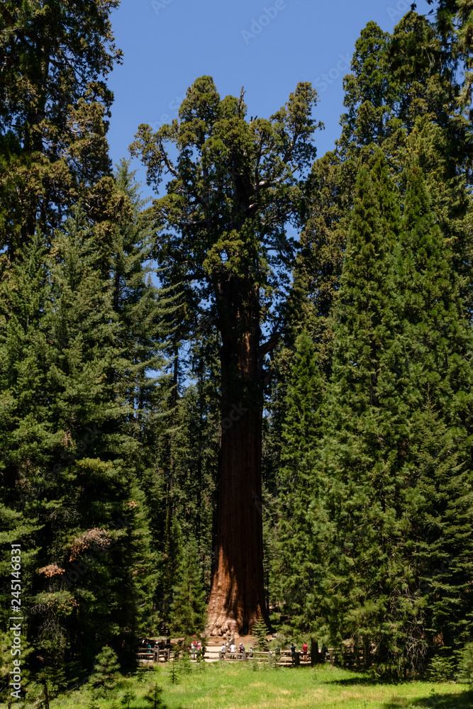 Mammutbaum im Wald im Sequoia Park, Kalifornien, USA