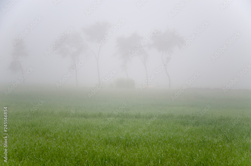 Foggy weather and agricultural field 