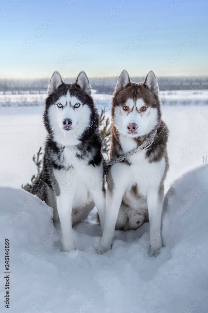 Dogs sit on snowy cliff above coast winter river. Portrait two Siberian husky dogs with blue and yellow eyes, black, white and brown coat color. Blue sky, white landscape