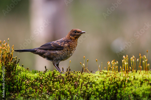 juvenile common blackbird in the forest in the netherlands