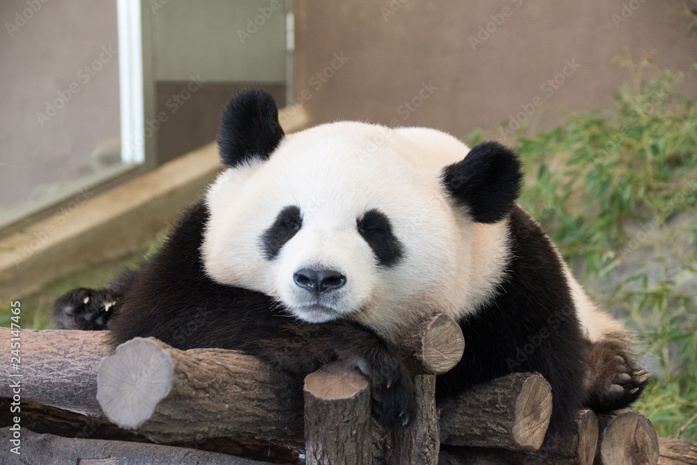 Obraz premium カメラポーズをするパンダ