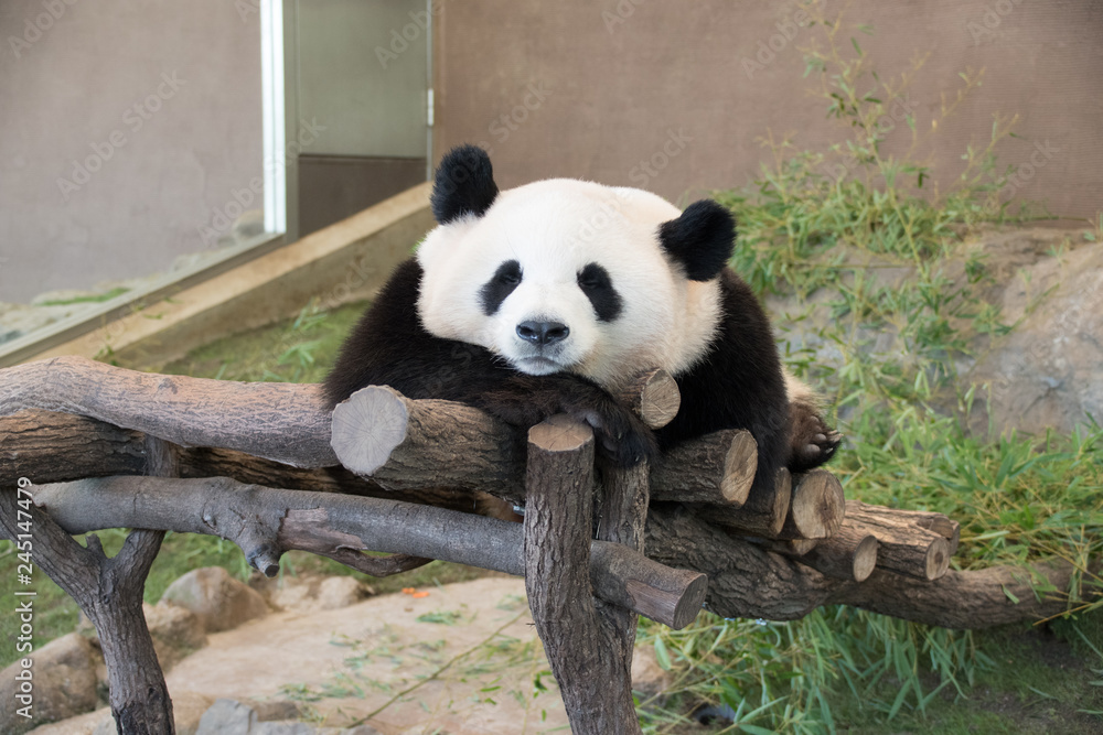 Fototapeta premium カメラポーズをするパンダ