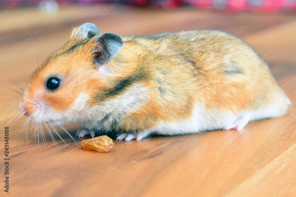 Gonzales hamster close up view Gonzales hamster close up view