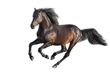 Bay stallion run gallop isolated on white