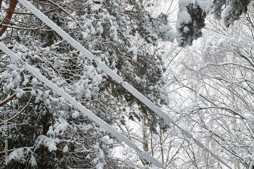 Electric wires covered with snow.