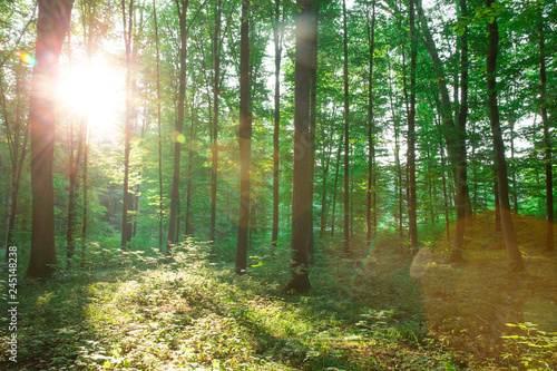 Fototapeta Naklejka Na Ścianę i Meble -  Forest trees. nature green wood sunlight backgrounds