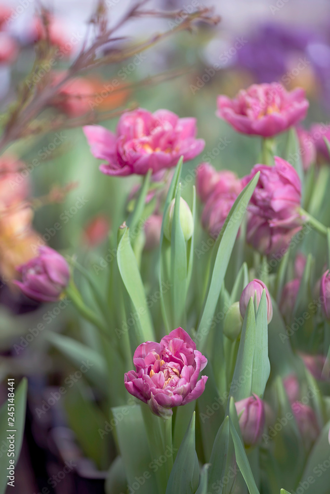 Tulips Tulips