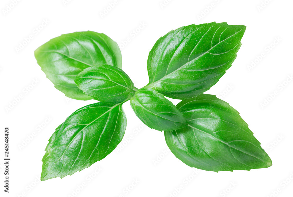 Green basil leaves isolated on white background Green basil leaves isolated on white background