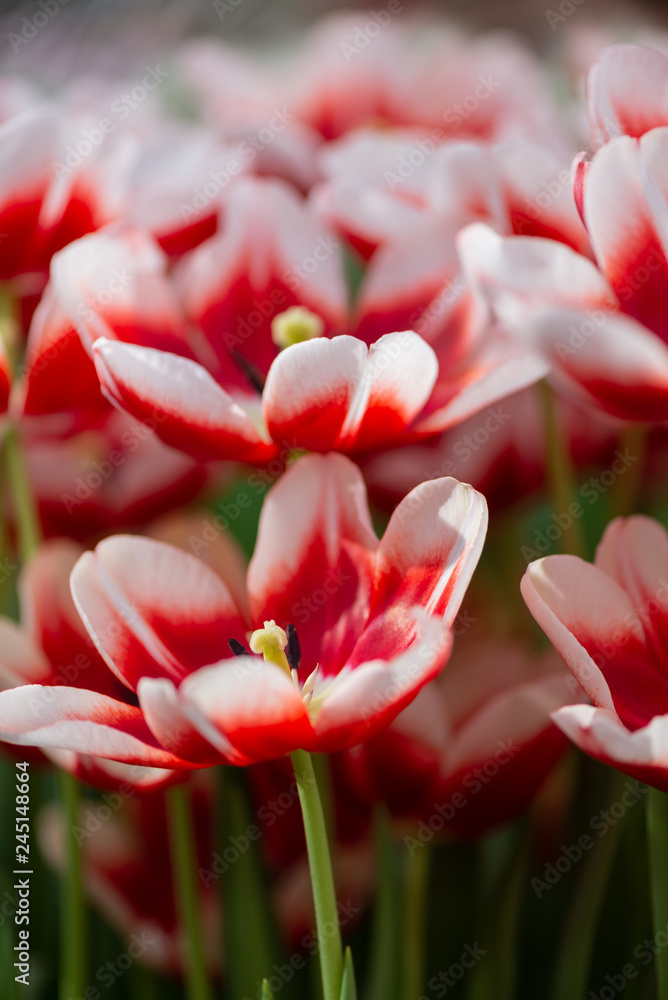 Fototapeta premium Floral colorful background with blooming red and white tulips in spring