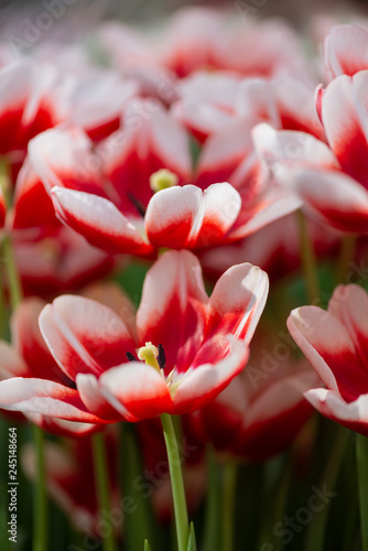 Floral colorful background with blooming red and white tulips in spring