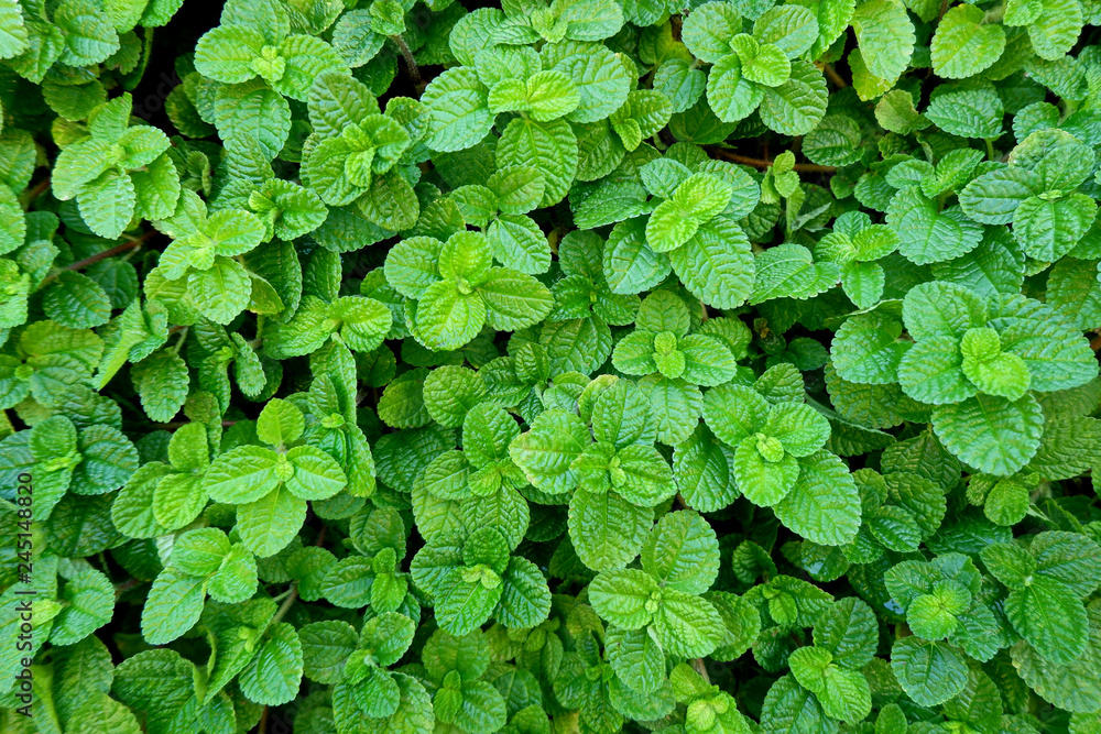 Fresh Green Foliage for Background and Texture Fresh Green Foliage for Background and Texture