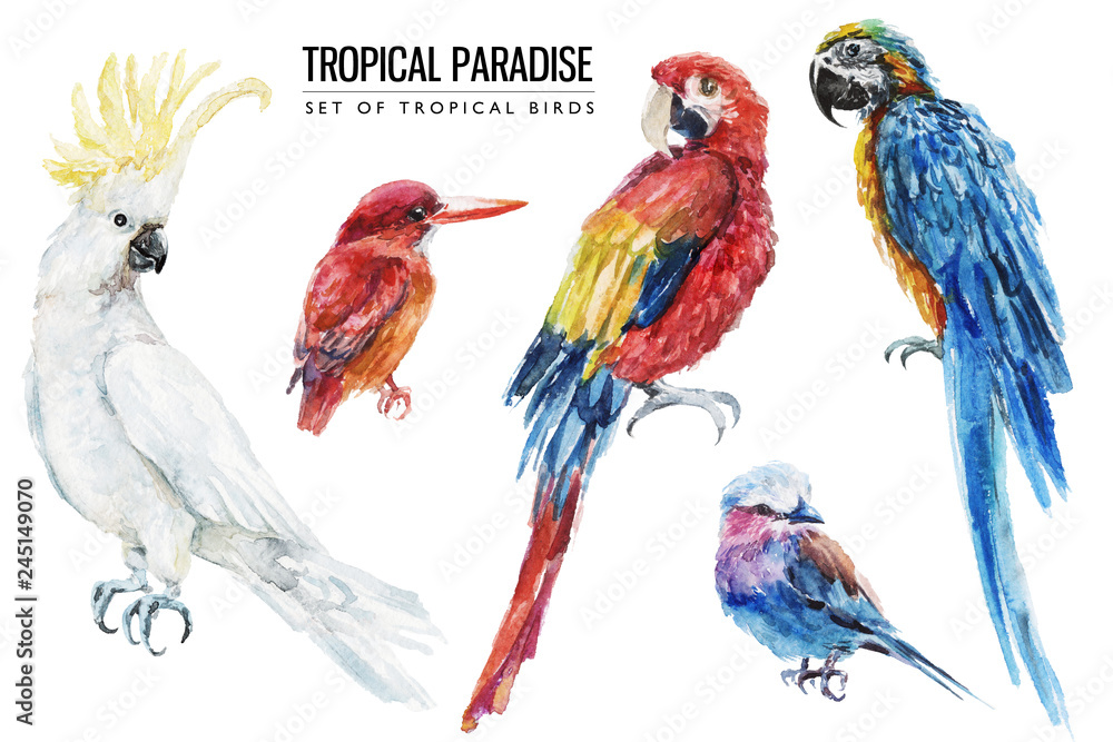 Obraz Akwarela tropikalny ptak ilustracja zestaw z ara, papuga, kakadu na wesele stacjonarne, pozdrowienia, tapety, moda, tła, tekstury, DIY, opakowania, pocztówki, logo, itp.