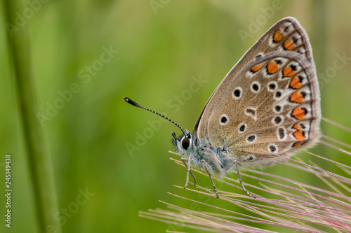 Beautiful colorful butterfly on flower in garden , blurred background. Close up