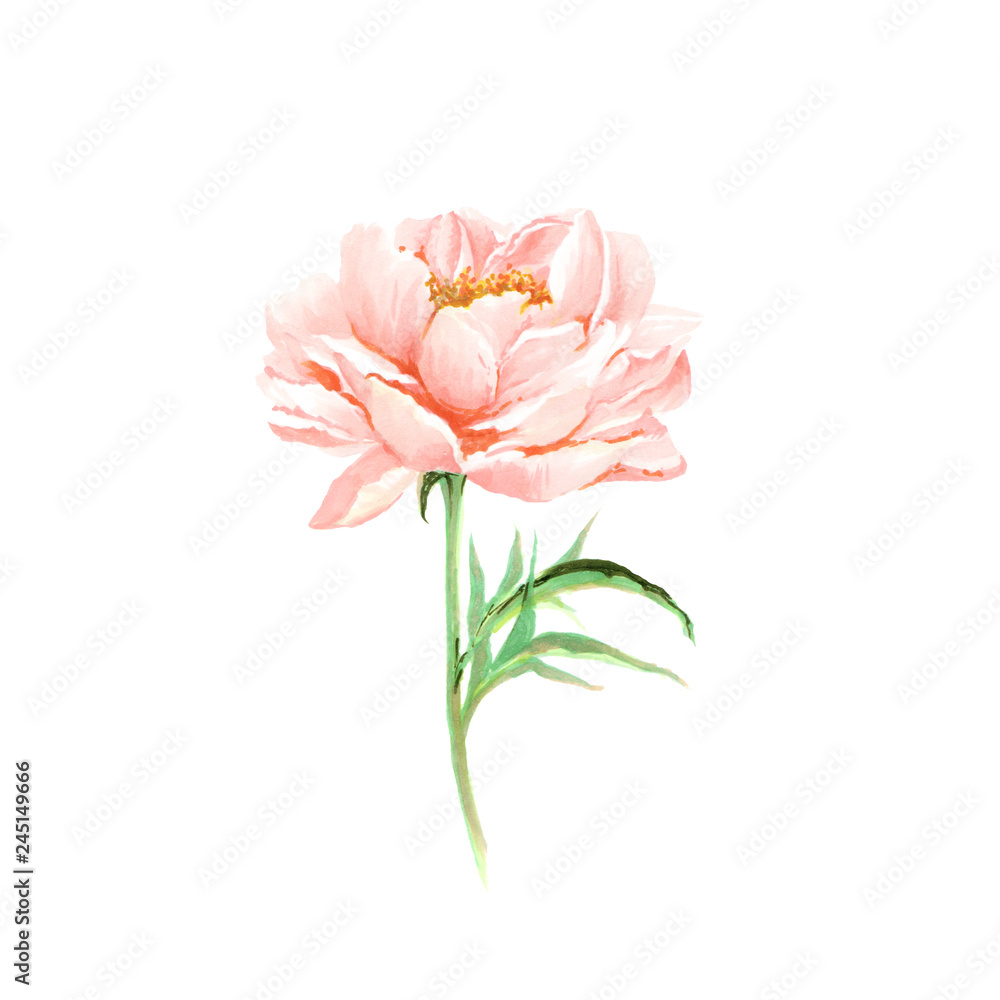 Fototapeta premium Single pink flower. Peony. Floral greeting card. Watercolor pink flower for wedding invitation decor. 