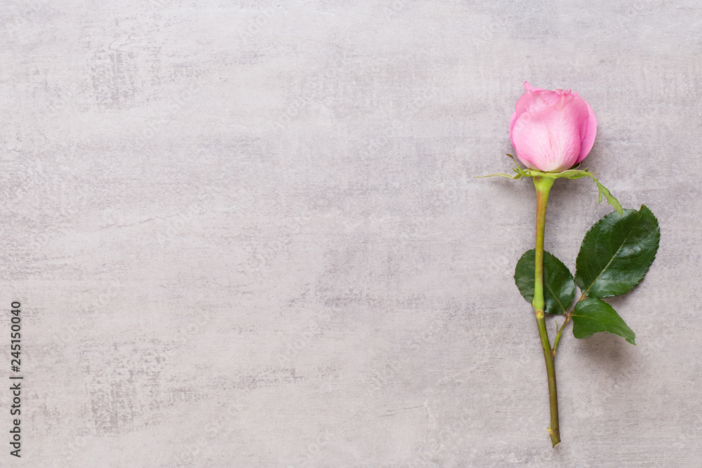 Flowers valentine day composition. Frame made of pink rose on gray background. Flat lay, top view, copy space. Flowers valentine day composition. Frame made of pink rose on gray background. Flat lay, top view, copy space.