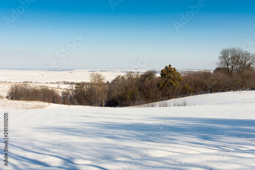 Winter landscape , snow-covered field and trees without snow © pundapanda