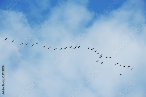 A flock of birds flying with a wedge in the blue sky.
