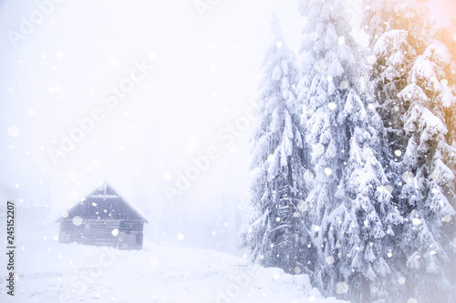 Winter wonderland snow on fir trees © 2207918