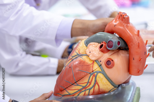 Photography Concept of Education anatomy and physiology of heart in laboratory
