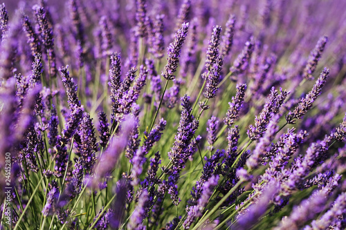 Violet lavender field in Provence. Lavanda officinalis
