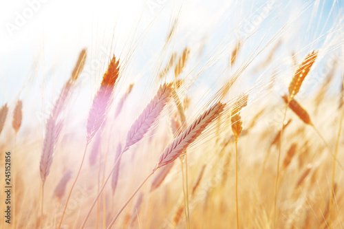 Abstract blurred sunny golden color wheat field background