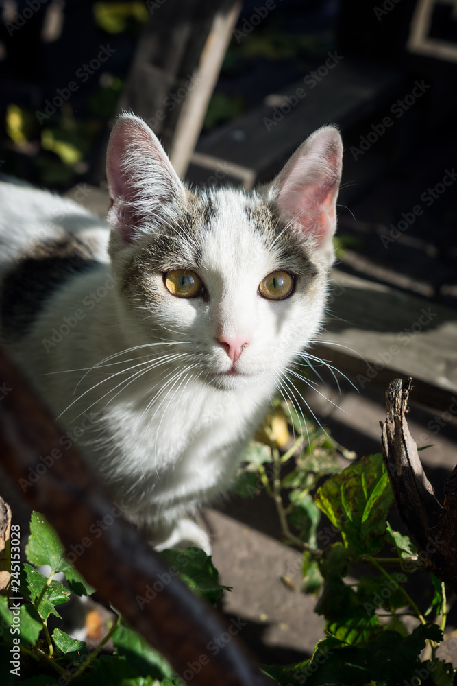Portrait of cute pet cat staring at the camera from a bush