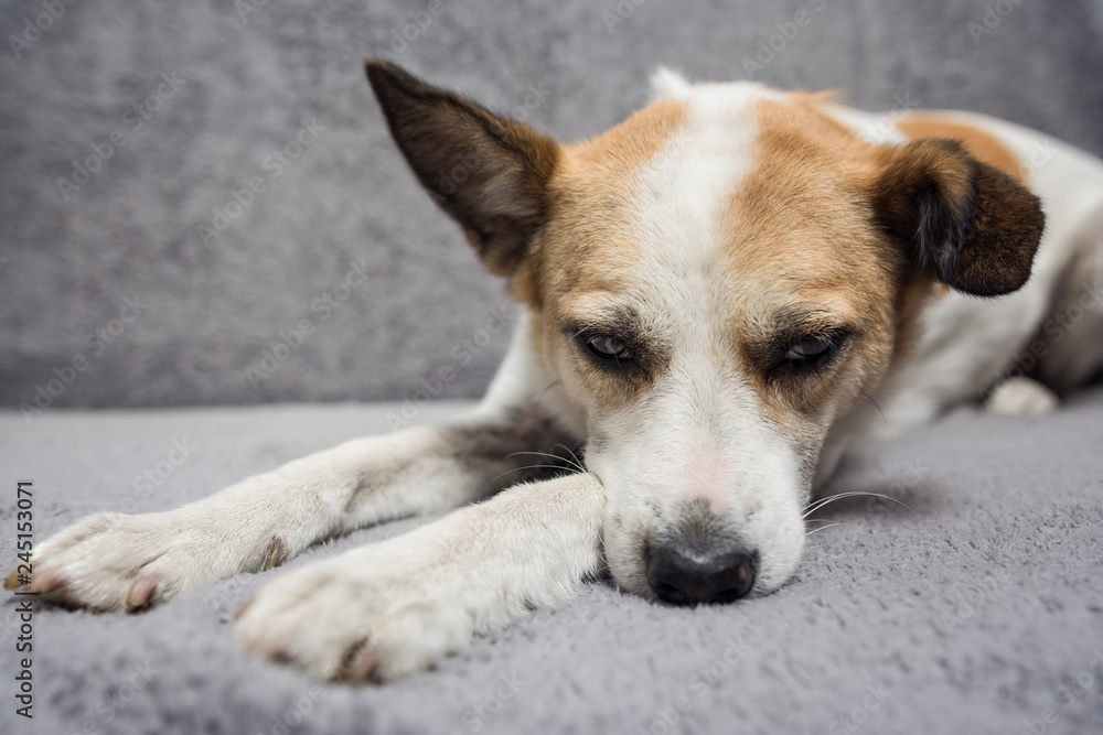 Close up portrait of cute dog falling asleep on the sofa