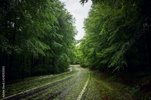 Canvas Print Green layer of broken leaves after a powerful hale storm on Transfagarasan road,
