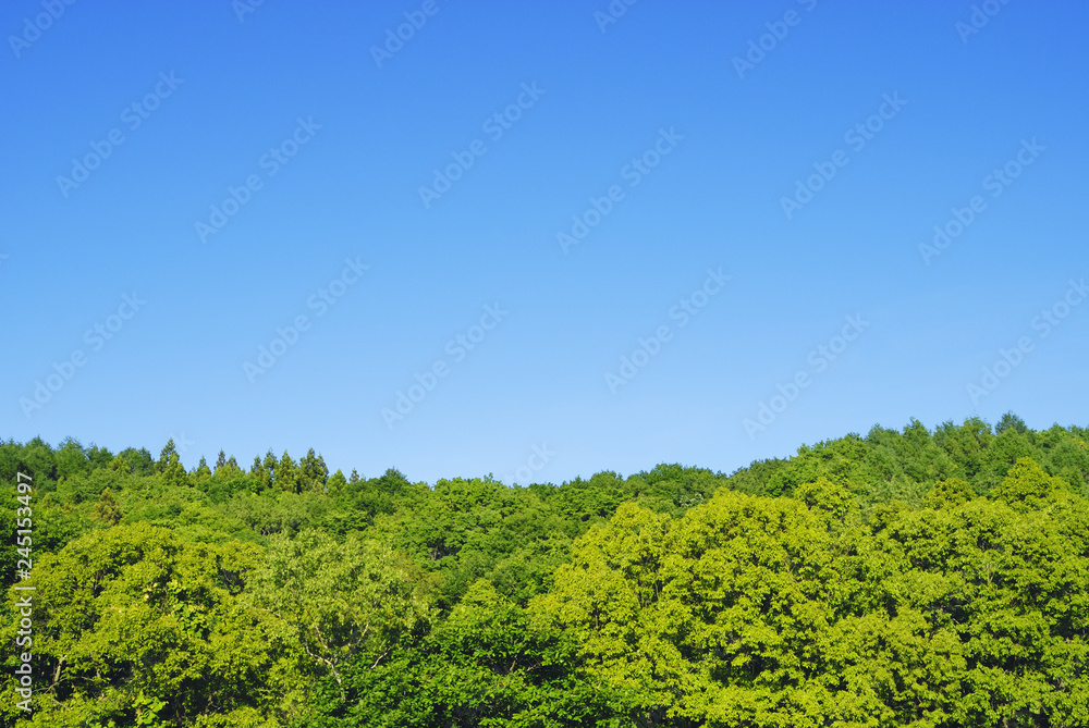 木 空 素材 木 空 素材