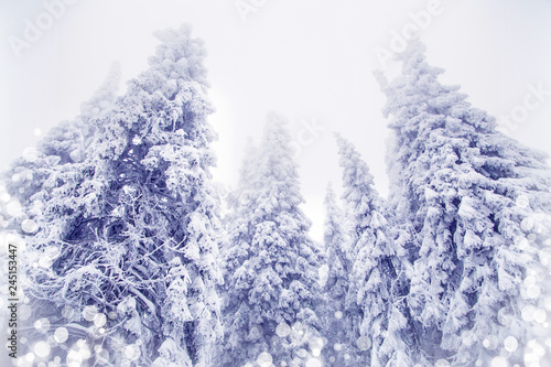 Winter wonderland snow on fir trees