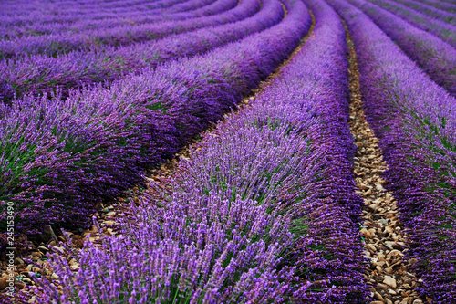 Lavender field summer sunset landscape near Valensole. Provence  France