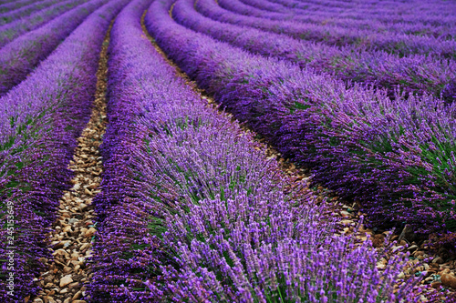 Lavender field summer sunset landscape near Valensole. Provence  France