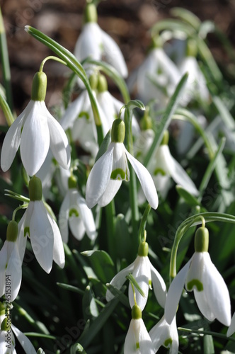Wallpaper Mural Schneeglöckchen Torontodigital.ca