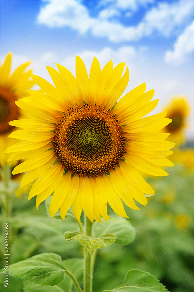 sunflower field over blue sky and bright sun lights sunflower field over blue sky and bright sun lights