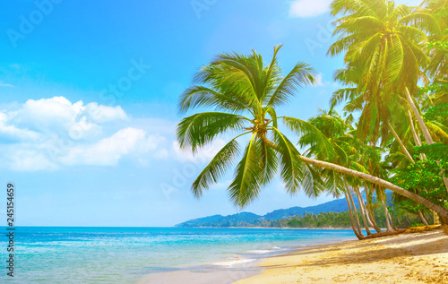 Fototapeta Naklejka Na Ścianę i Meble -  Beautiful beach. View of nice tropical beach with palms around. Holiday and vacation concept. Tropical beach. Beautiful tropical island.