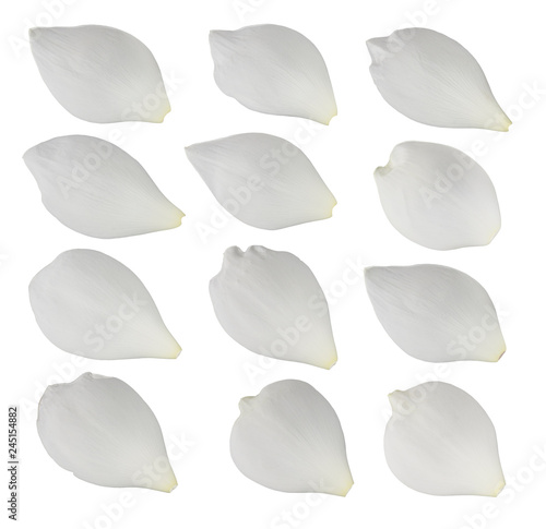 set of Lotus petals isolated on white background