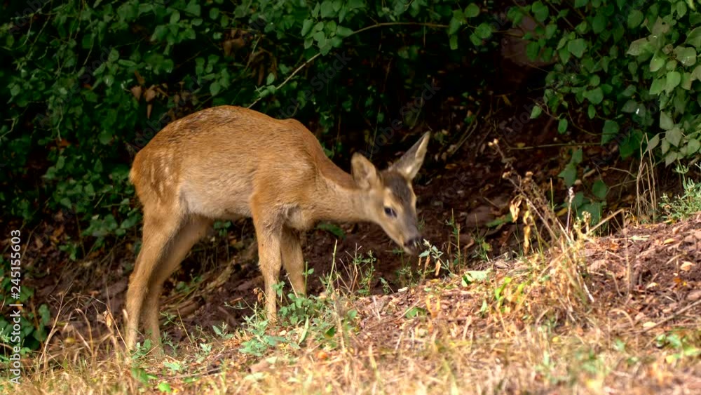 European roe deer (Capreolus capreolus) juvenile feeding European roe deer (Capreolus capreolus) juvenile feeding