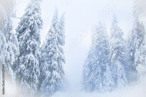 Winter wonderland snow on fir trees © 2207918