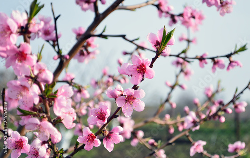 Beautiful branches of peach with pink blooming flowers © Ayvengo