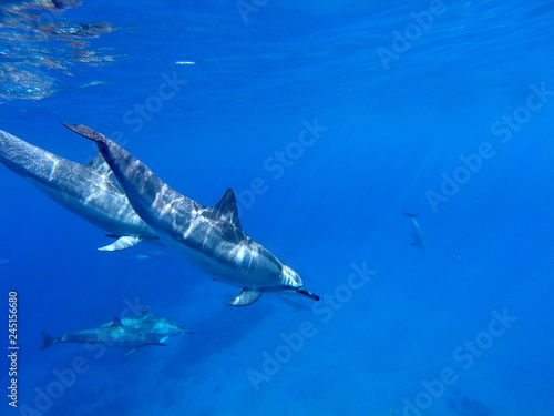 Delfine im offenen Meer auf Hawaii, Big Island © Anna