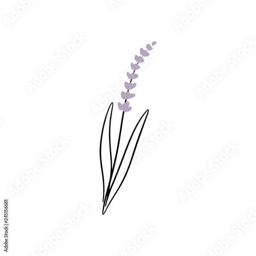 Vector hand drawn sketch of lavender branch. Element for design