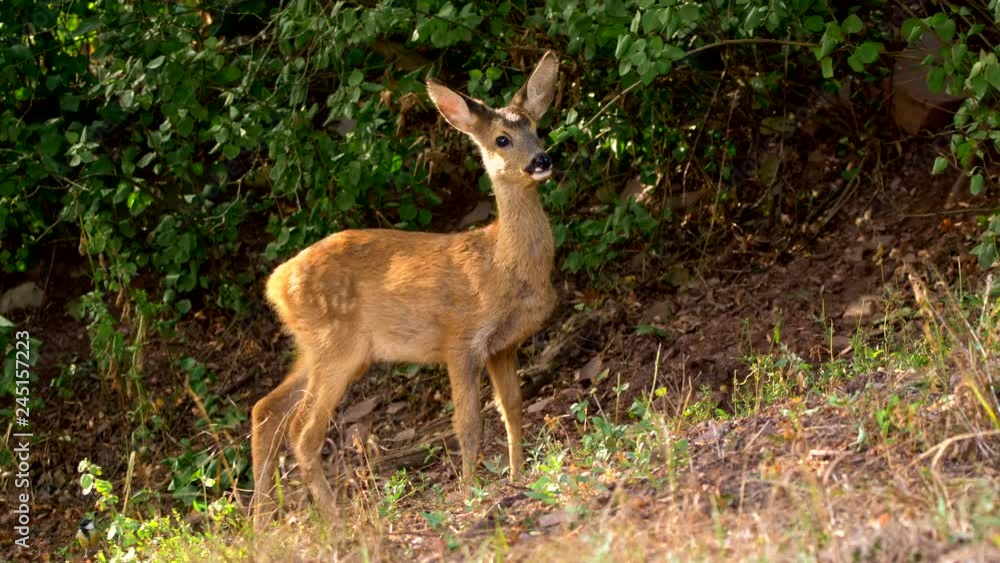 European roe deer (Capreolus capreolus) juvenile feeding European roe deer (Capreolus capreolus) juvenile feeding