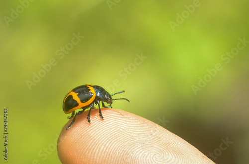 Beetle perches on finger up close revealing fingerprint and reflecting a sense of care for the environment